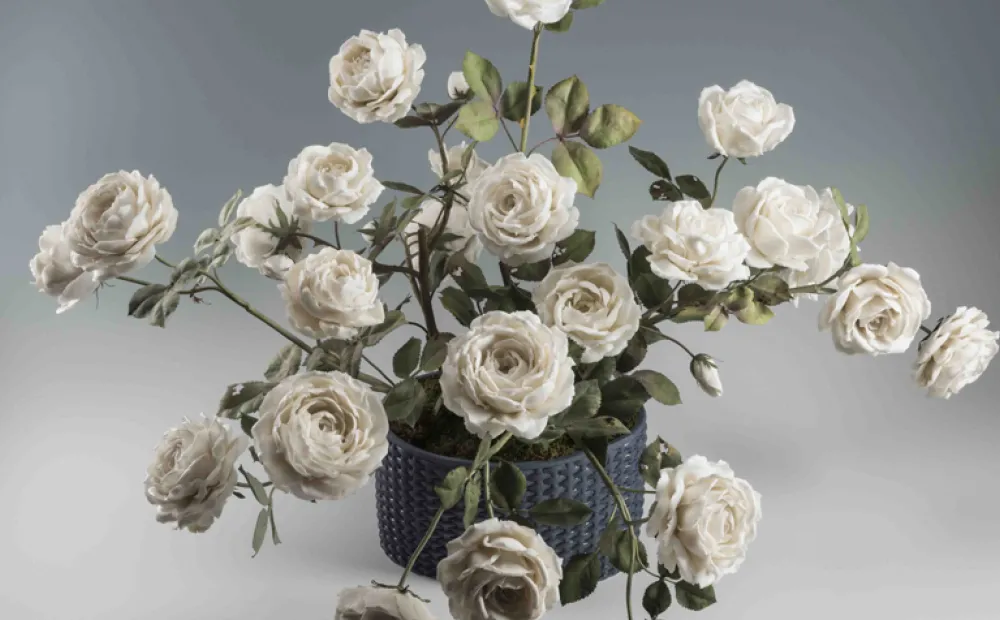 camellia