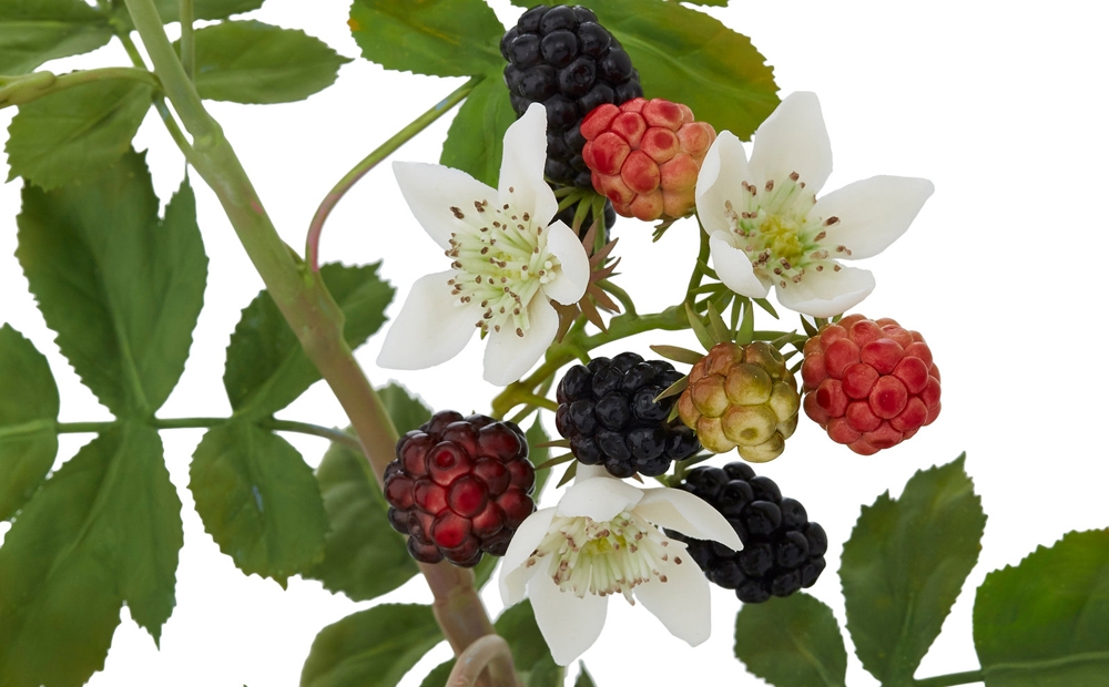 Blackberries, created by Vladimir Kanevsky