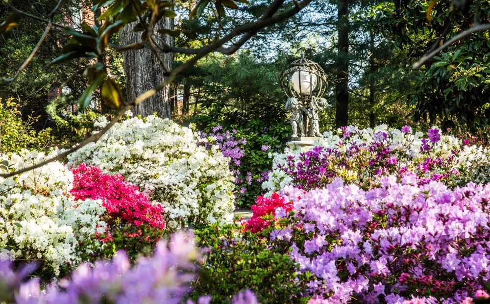 Azaleas