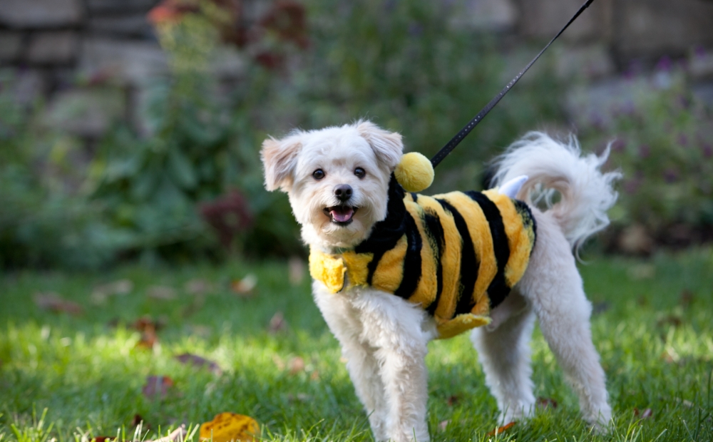 dog in bee costume