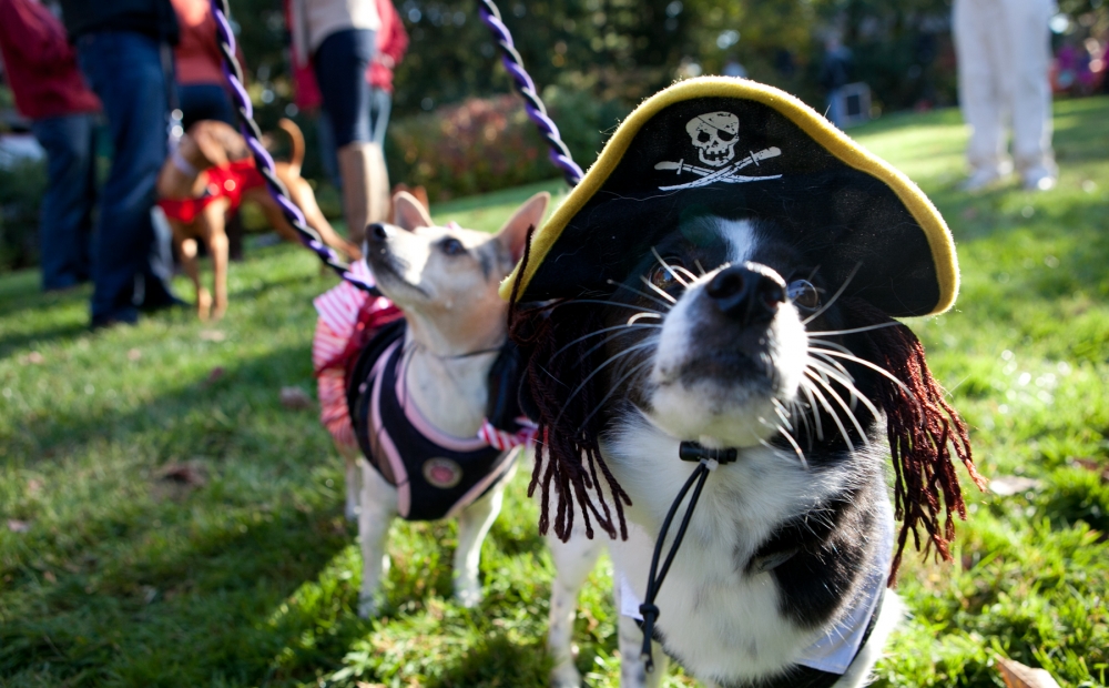 dog in pirate hat