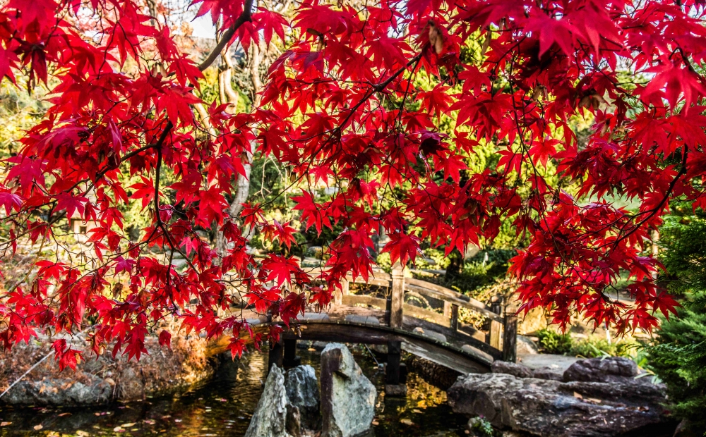 Fall foliage at Hillwood's Japanese-style garden. Photographed by Erik Kvalsvik, 2018.