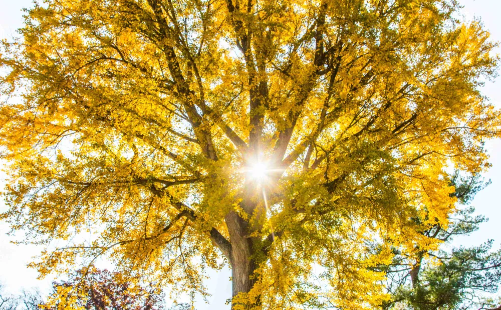 The ginkgo tree at the cutting garden. Photographed by Erik Kvalsvik, 2018.