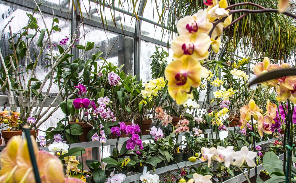 Orchids blooming in Hillwood's greenhouse