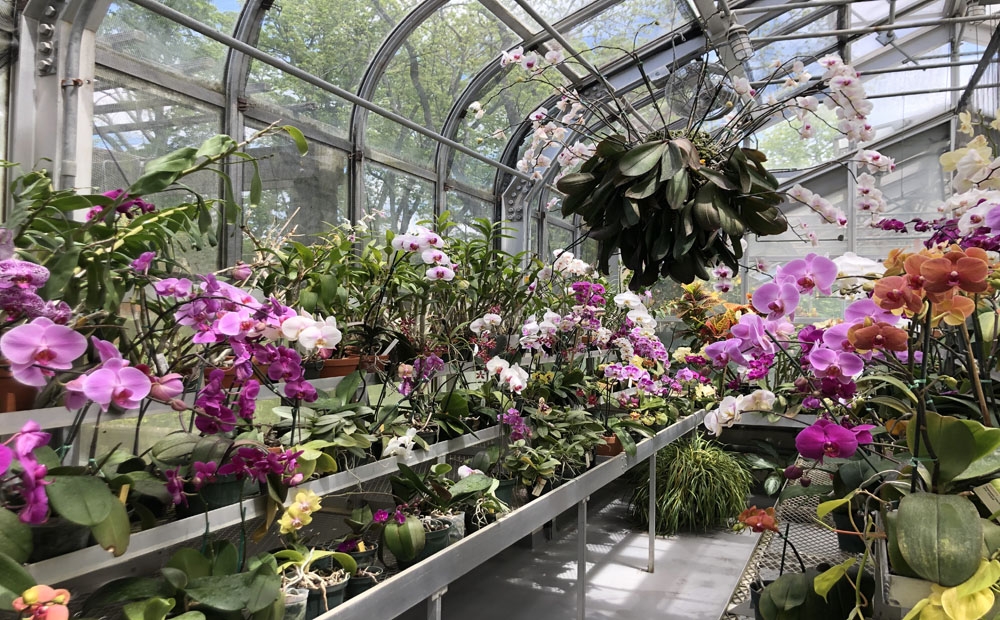 Lots of Phalaenopsis flowering in the greenhouse