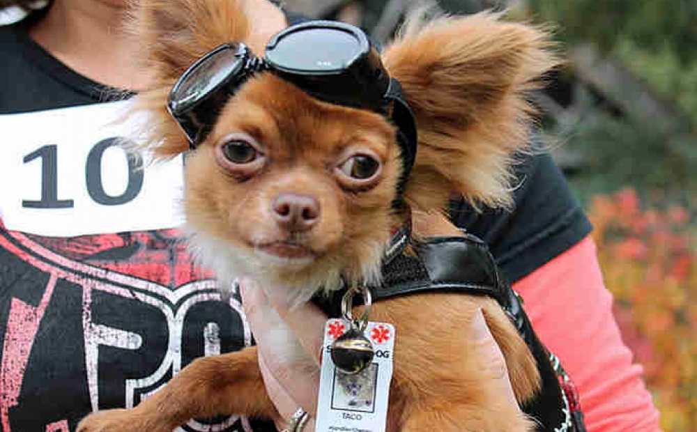 Small brown dog dressed up in black goggles and badge, held by owner