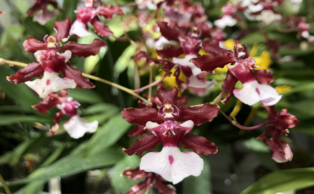 Does Oncidium Sharry Baby ‘Sweet Fragrance’ smell like chocolate to you?