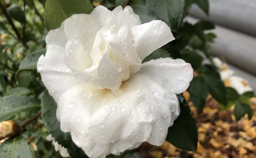 Beautiful white blooms of Camellia ‘Winter’s Snowman’ 