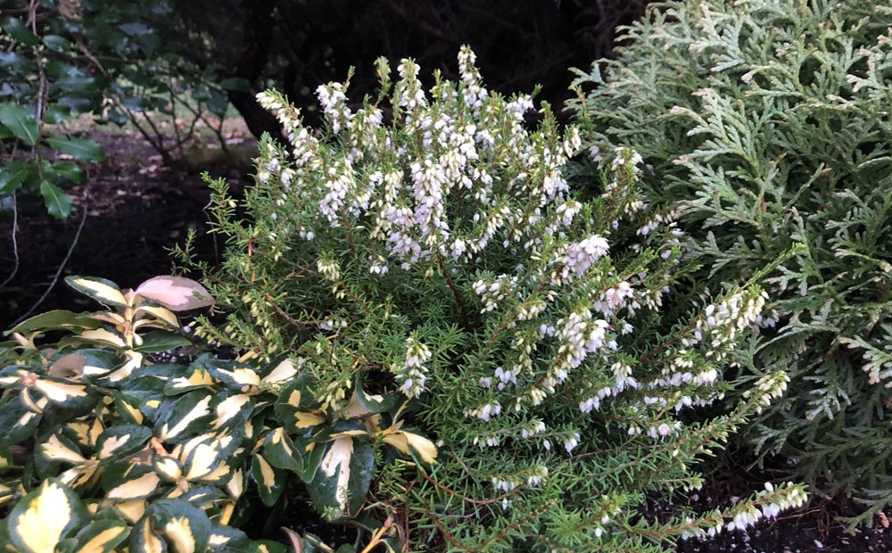 Erica x darleyensis 'Mediterranean White' as part of a winter planter