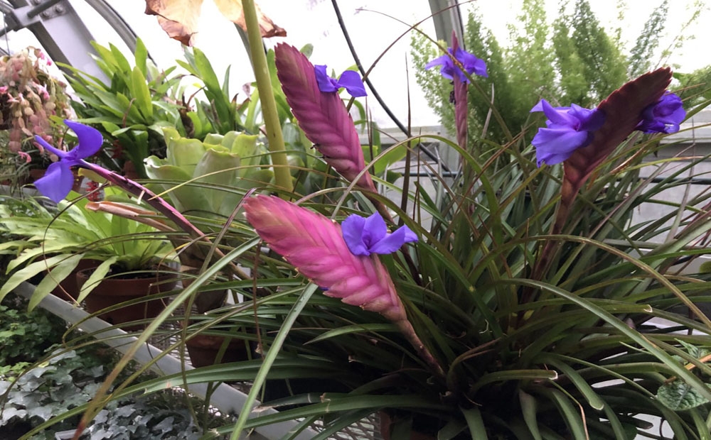 Pink bracts and violet blue flowers of Tillandsia cyanea
