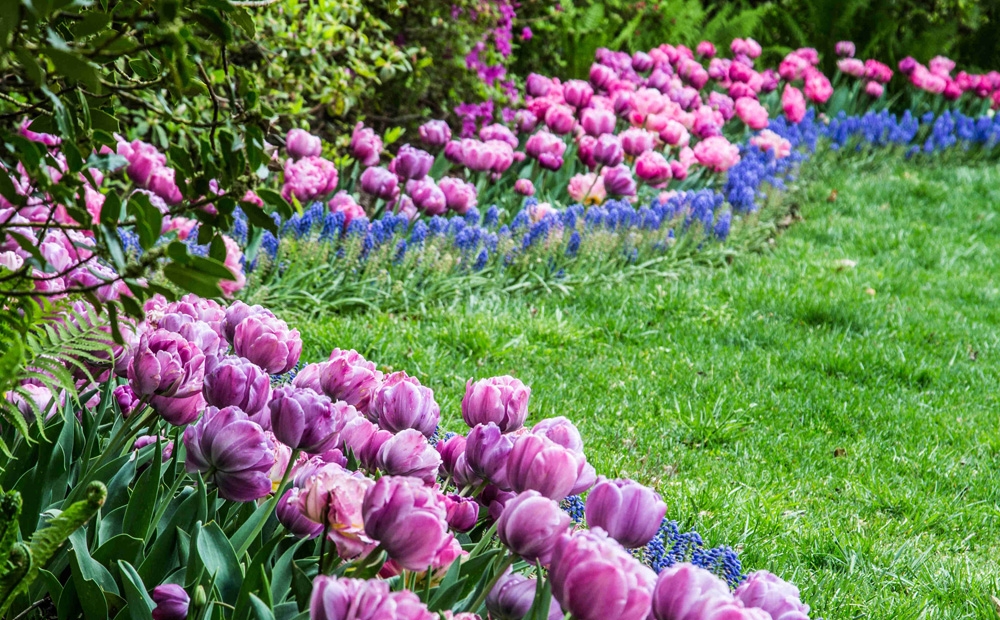 Tulips line the Lunar Lawn in spring