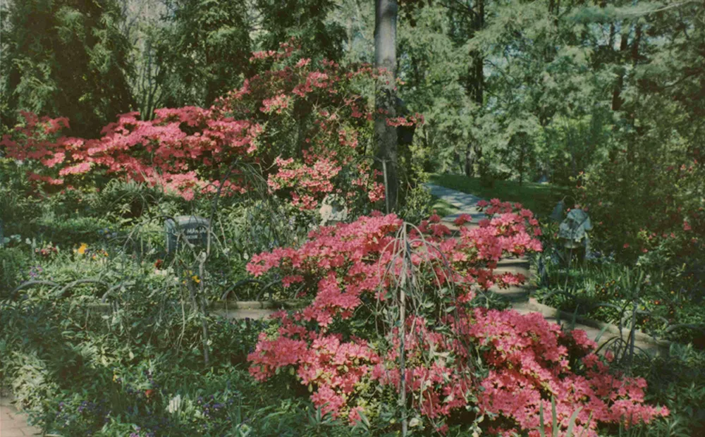 Archival photo of the dog cemetery