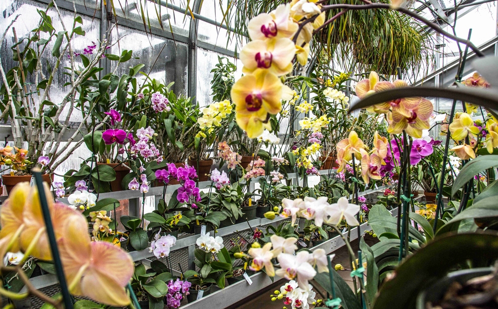 Orchids in the greenhouse