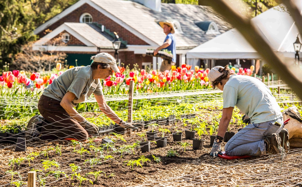 Volunteers aid in planting the cutting garden