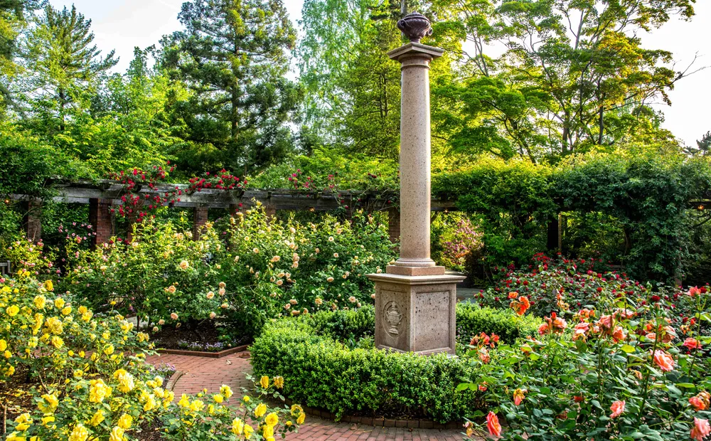 Rose garden