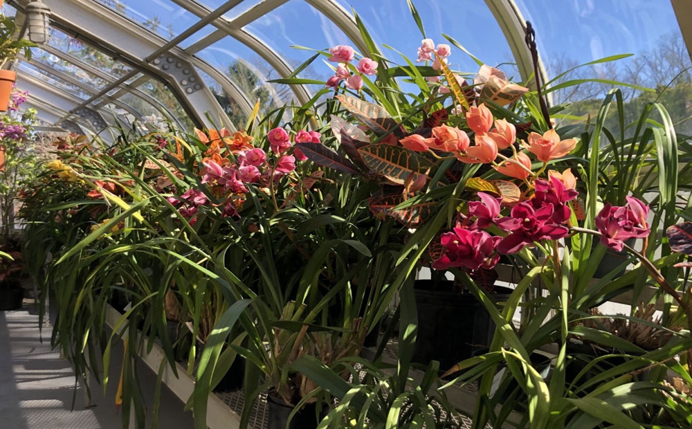 The Cymbidium bench is full of color
