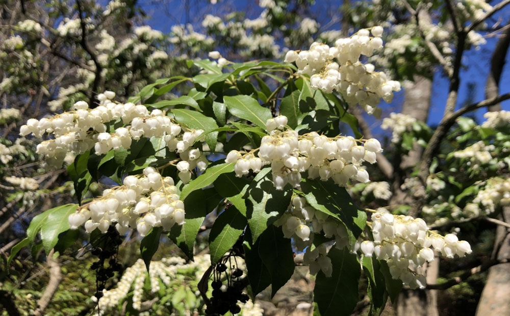 Sweet bell-like flowers on Pieris japonica