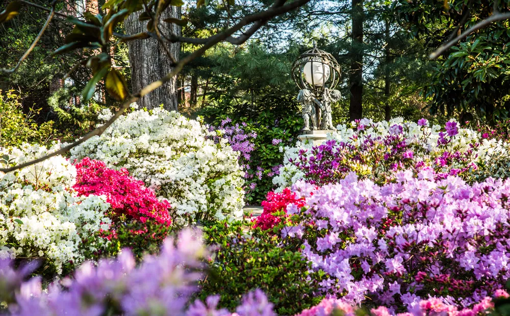 Azaleas in bloom at Hillwood