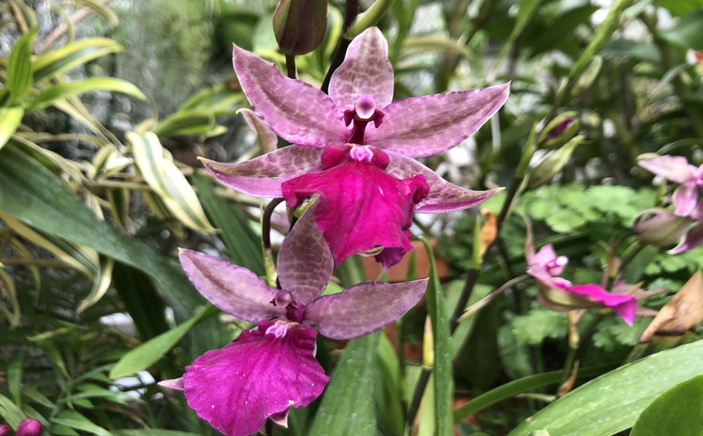 Fun purple flowers of Odontonia Pacific Paranoia 'Other Side of Cool'