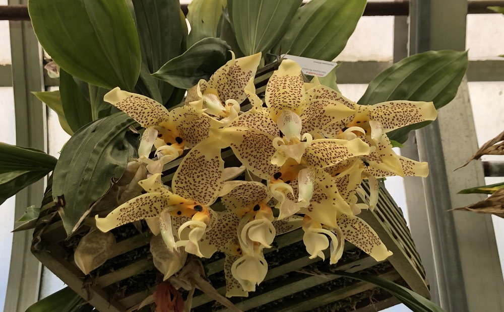 Did you see Stanhopea Ronsard or another upside-down orchid in bloom?