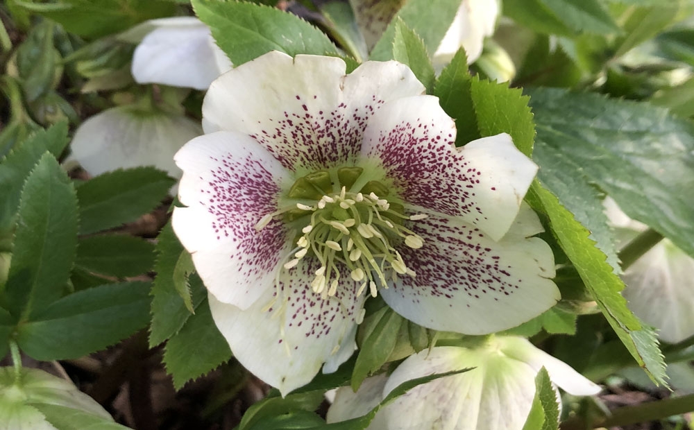 Helleborus × hybridus Pine Knot Select with white flowers and pink speckles