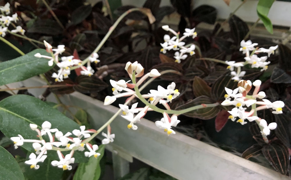 Attractive dark foliage and delicate white blooms of Ludisia discolor