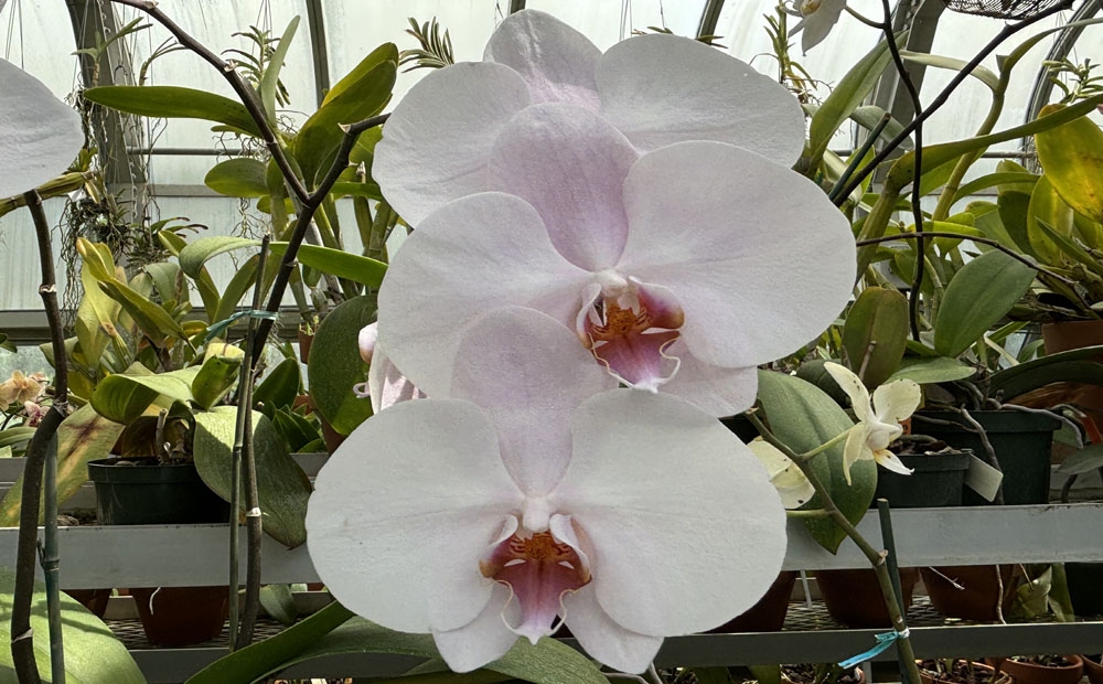 A large white moth orchid flower with a pink blush