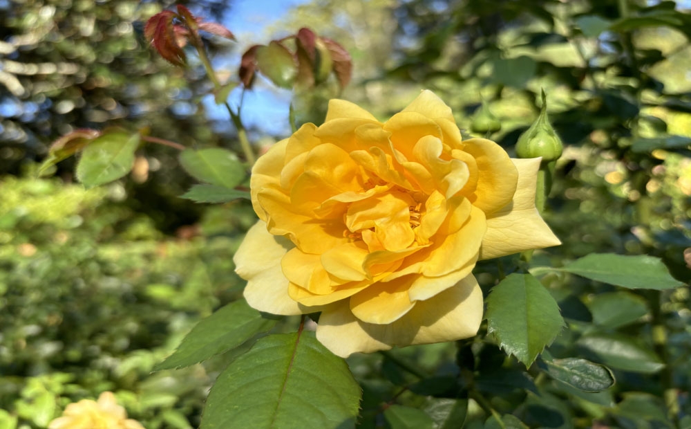 Roses blooming like 'Tupelo Honey™'