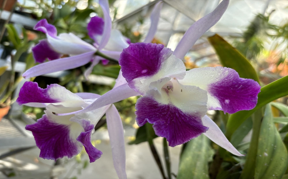 Brassocattleya Mari's Glory full of flowers