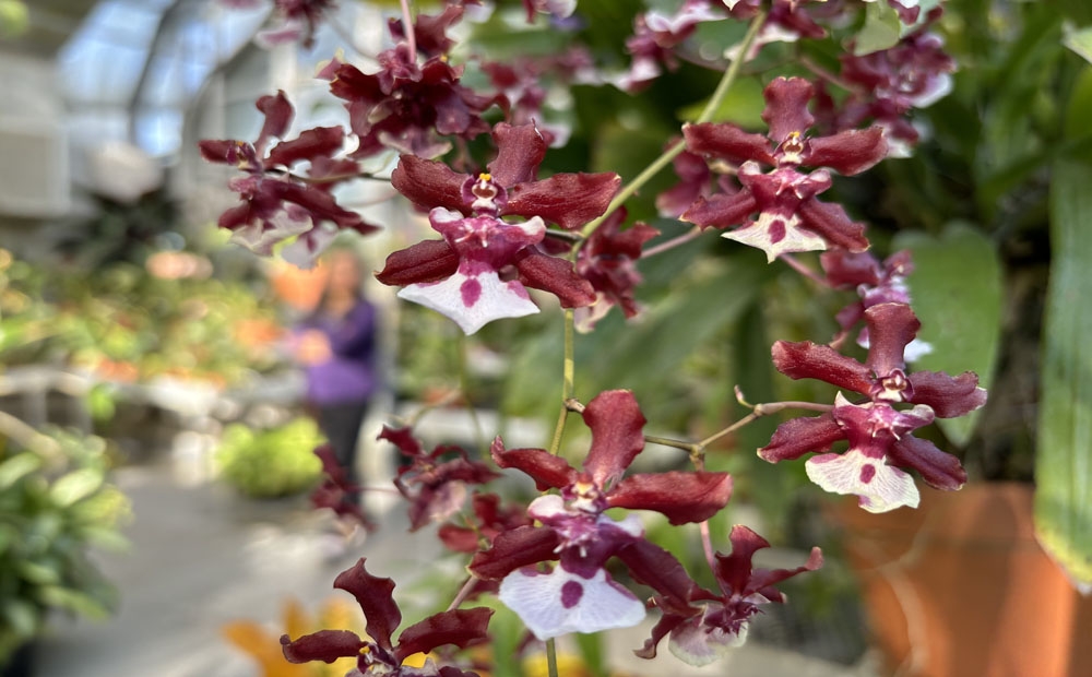 Stop and smell Oncidium Sharry Baby