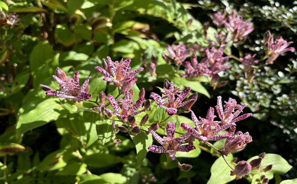 Tricyrtis 'Sinonome' blooming near the Dacha