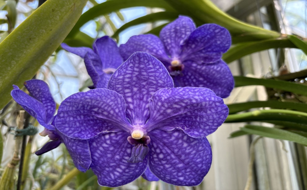 The beautiful purple color of Vanda Pachara Delight 'Pachara'