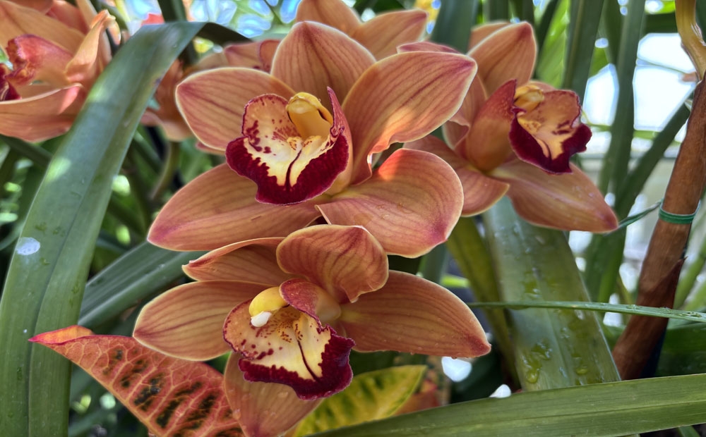 The dazzling flowers of Cymbidium Hazel Fay 'Shocking'