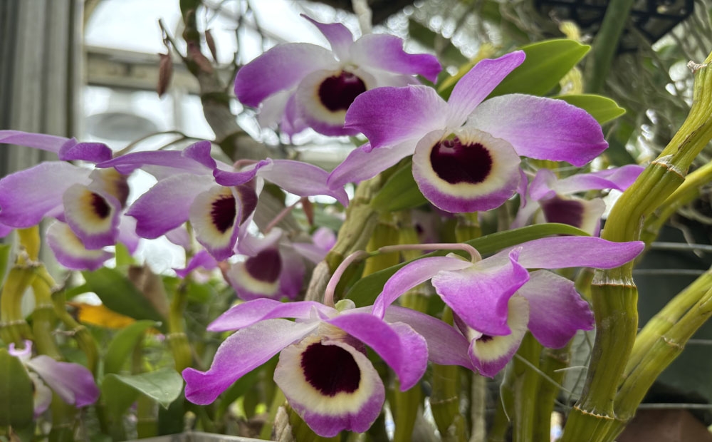 The attention grabbing coloring of Dendrobium Merlin