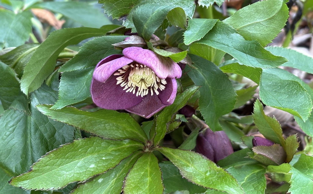 Helleborus × hybridus 'Pine Knot Best Strain' starting to open