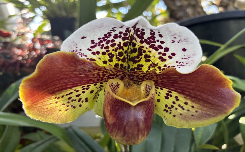 Large and lovely flower of Paphiopedium Winston Churchill 'Indornotable' x Paph Jaeger 'Bold Spots' 