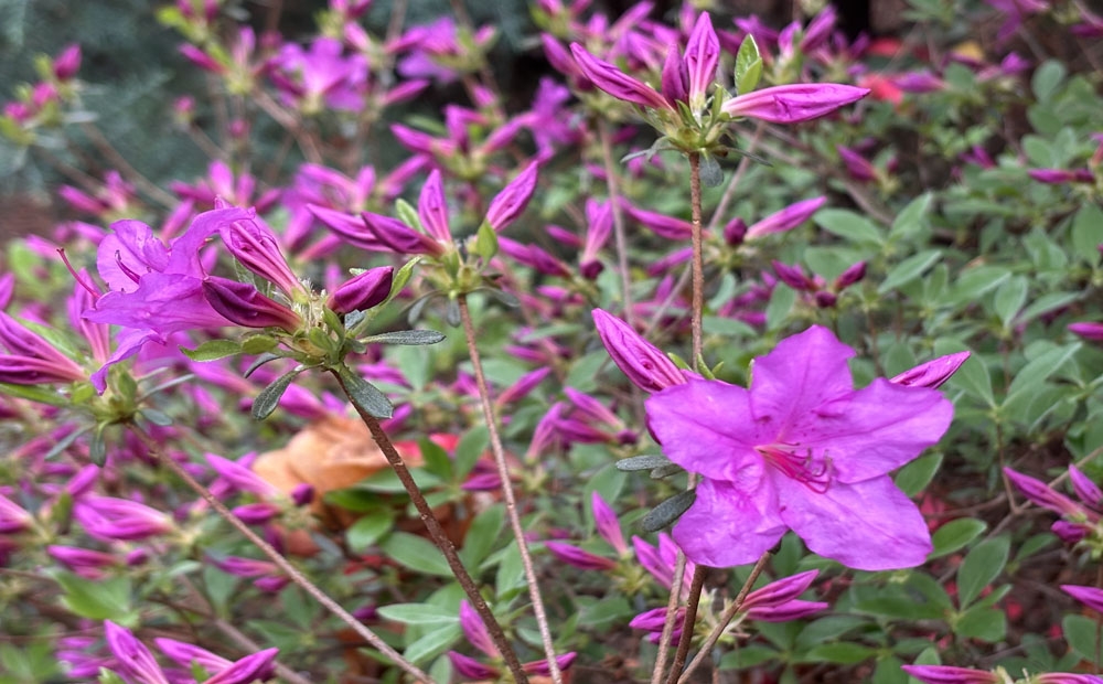 Azaleas are starting to open!