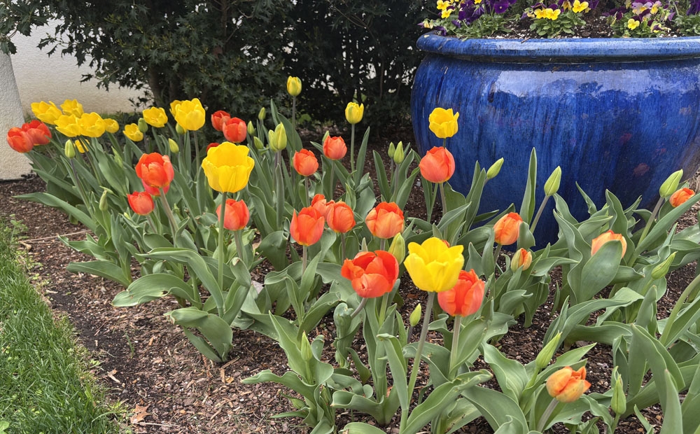 Carnaval tulips blooming at the greenhouse
