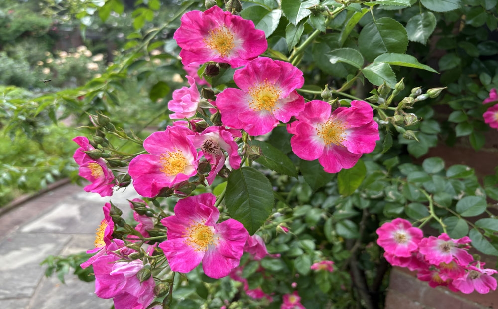 'American Pillar' is one of many roses blooming in the rose garden