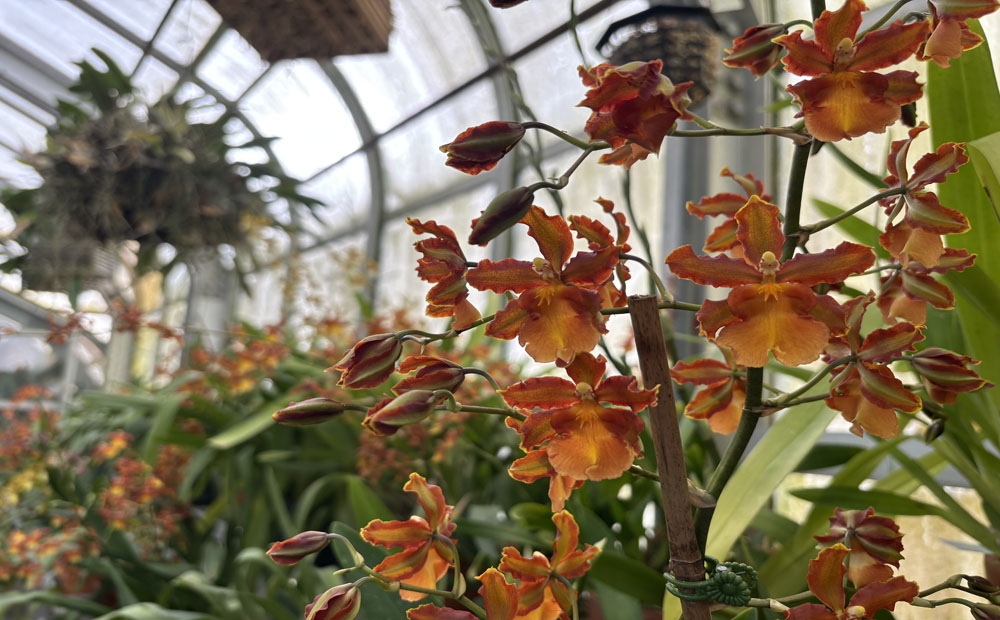 Beautiful burnt orange flowers of Colmanara Catatante ‘Kilauea Karma’ 