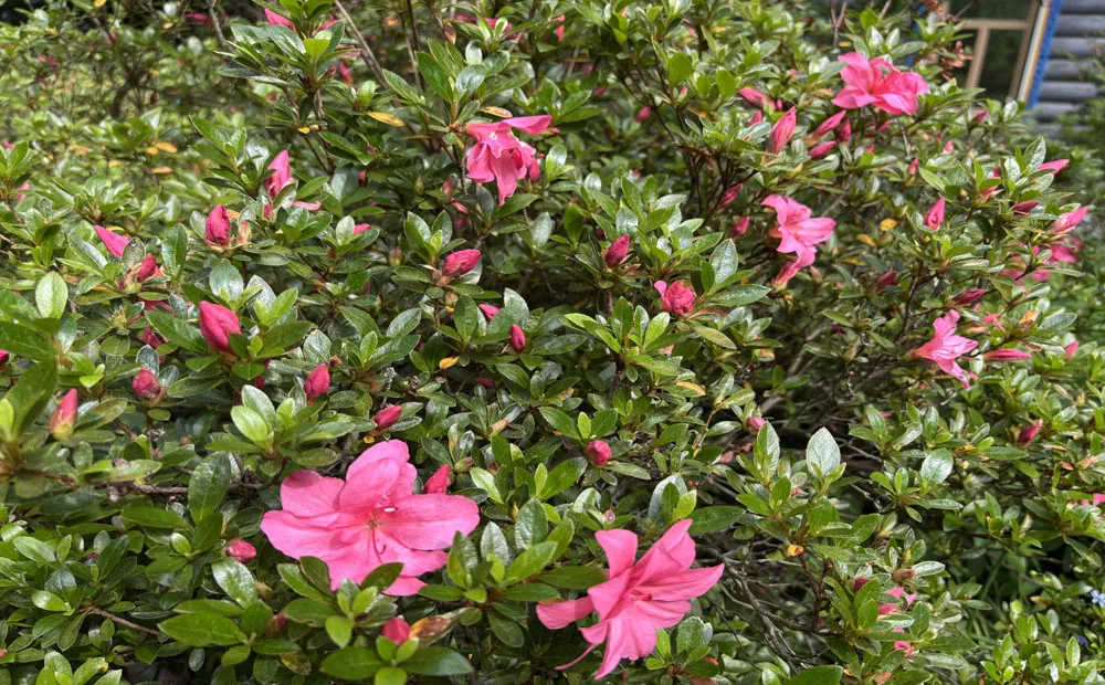 Last of the azaleas in bloom