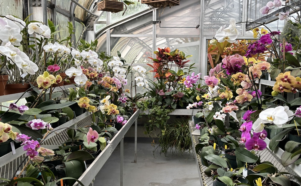 The Phalaenopsis benches are still full of color.