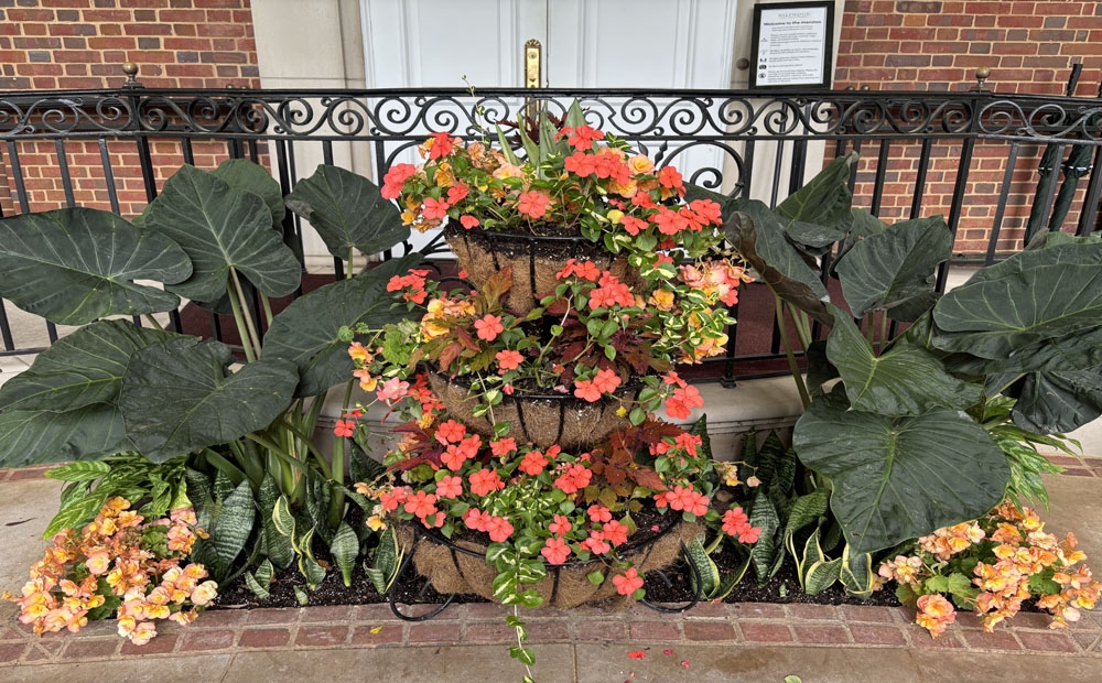 Colorful containers of Impatiens walleriana ‘Beacon Orange’, Begonia × hiemalis ‘Solenia Apricot’, and Plectranthus scutellarioides ‘Flamethrower Habanero'