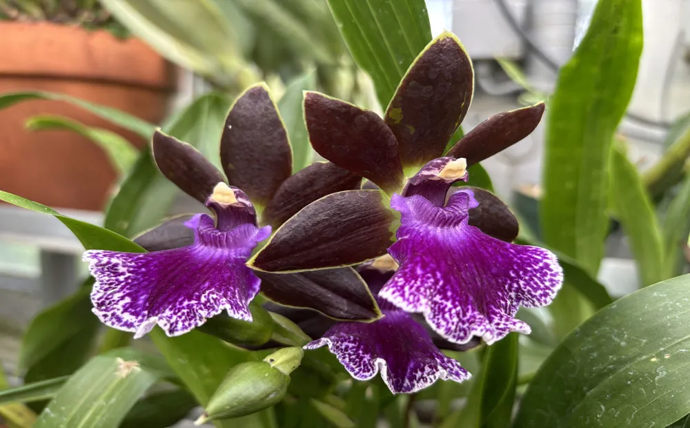 Stunning blooms on Zygopetalum Debby De Mello ‘Honolulu Baby’ 