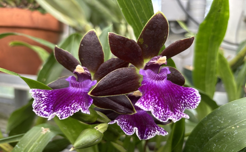 Stunning blooms on Zygopetalum Debby De Mello ‘Honolulu Baby’ 