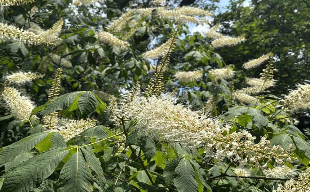 Long flower spikes of Aesculus parviflora
