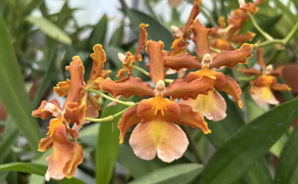 Colmanara Catatante ‘Kilauea Karma’, a dancing lady orchid