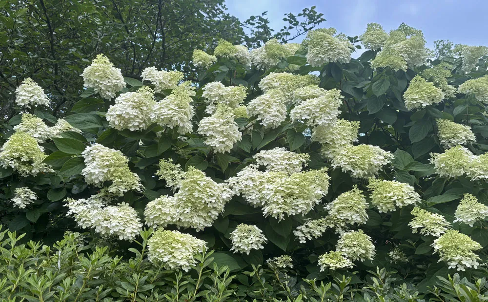 Hydrangea paniculata ‘Limelight’ blooming the Lunar Lawn beds