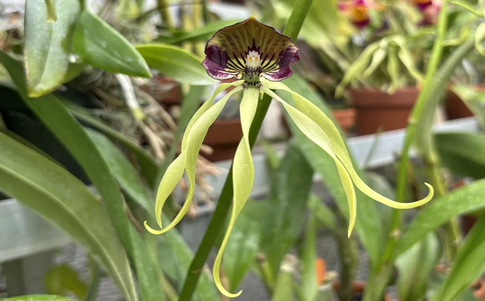 Prosthechea cochleata flowers, which look like octopuses