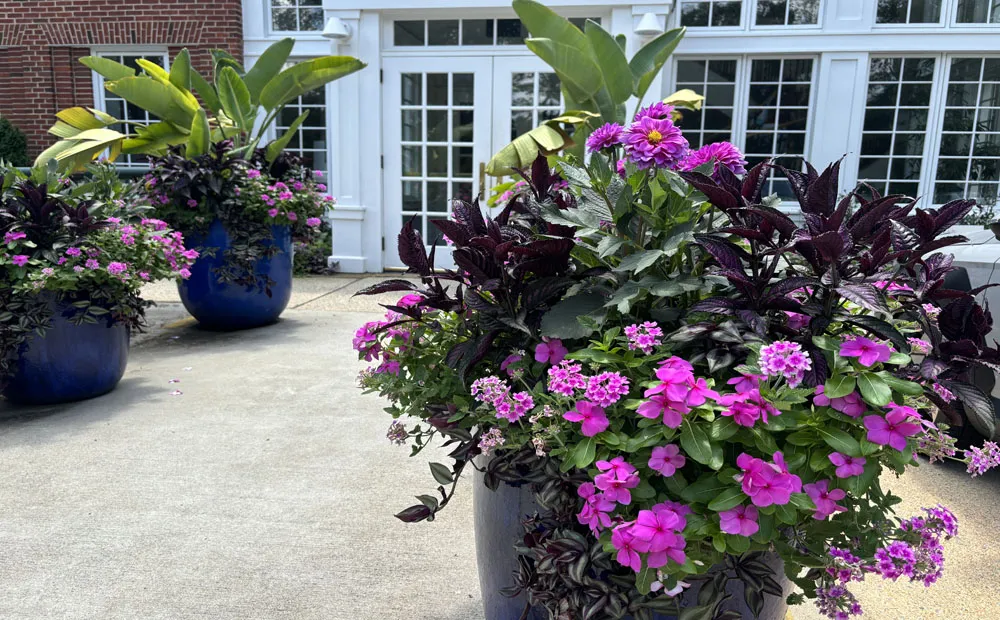 Pots overflowing with Dahlia ‘Karma Lagoon’, Catharanthus roseus ’Valiant Lilac’, Strobilanthes dyerianus, Verbena peruviana ’EnduraScape Pink Bicolor’ and Tradescantia zebrina